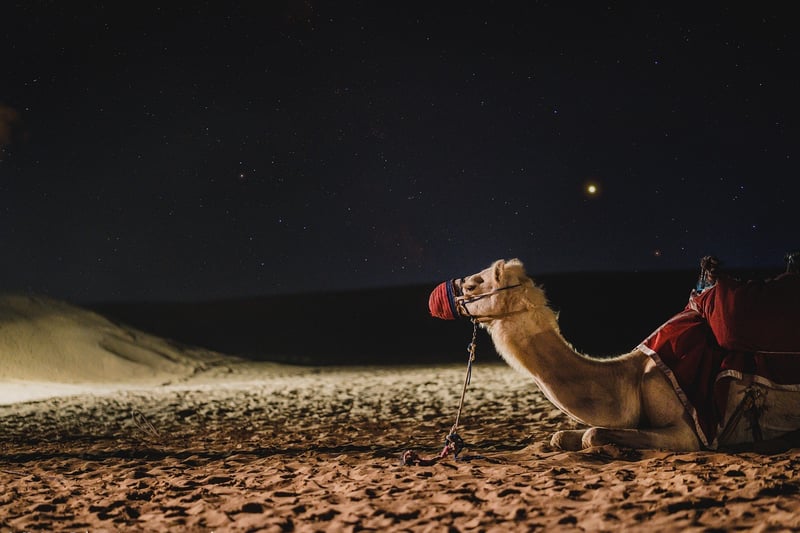 Camel in the desert